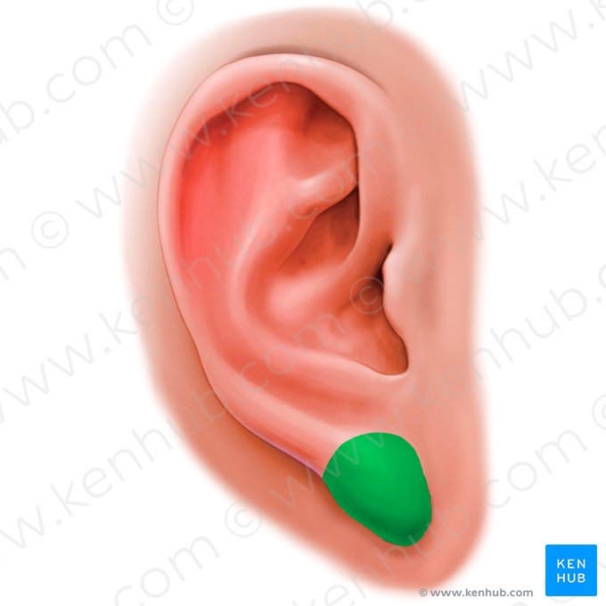 Lóbulo de la oreja (Lobulus auriculae); Imagen: Paul Kim