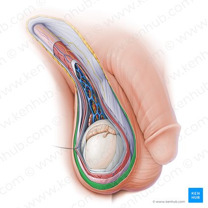 Tunique dartos du scrotum (Tunica darta scroti); Image : Paul Kim