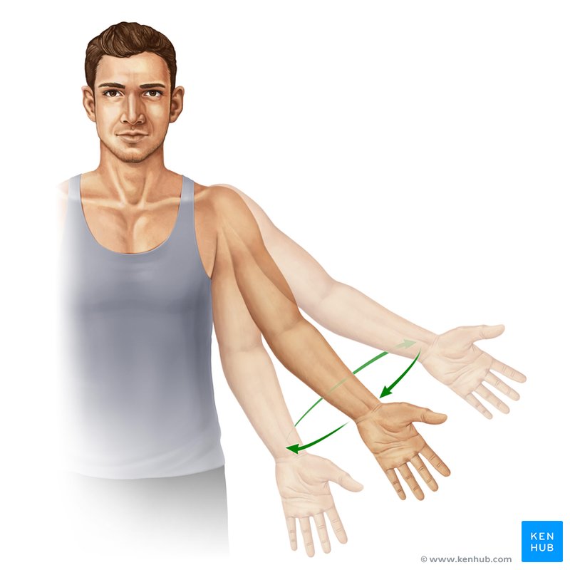 Circumduction of upper limb - ventral view