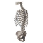 Types of bones