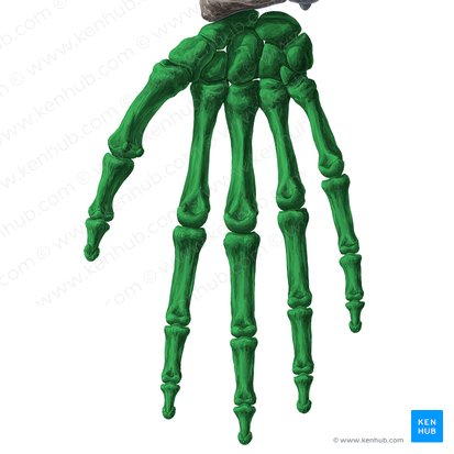 Manus (Hand); Bild: Yousun Koh