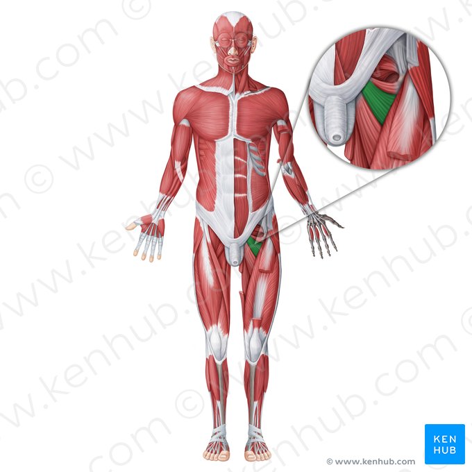 Musculus adductor brevis (Kurzer Oberschenkelanzieher); Bild: Irina Münstermann