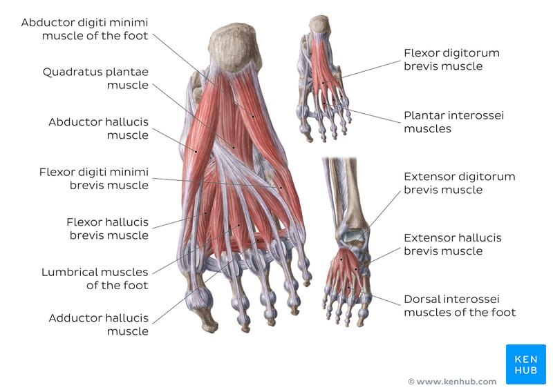 Ankle And Foot Anatomy Bones Joints Muscles Kenhub