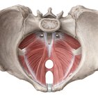 Muscles of the pelvic floor