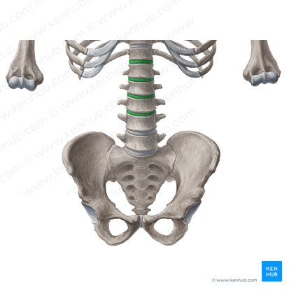 Discos intervertebrales T12-L4 (Disci intervertebrales T12-L4); Imagen: Yousun Koh