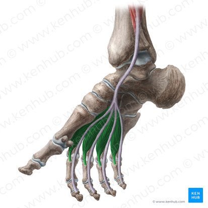 Músculos lumbricais do pé (Musculi lumbricales pedis); Imagem: Liene Znotina