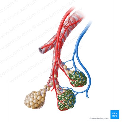 Vas capillare pulmonalis (Lungenkapillare); Bild: Paul Kim