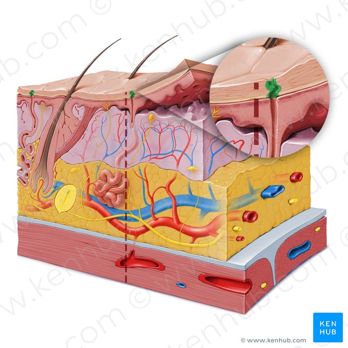 Sweat pore (Porus sudorifer); Image: Paul Kim