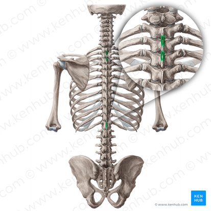 Musculi interspinales thoracis (Zwischendornmuskeln des Brustkorbs); Bild: Yousun Koh