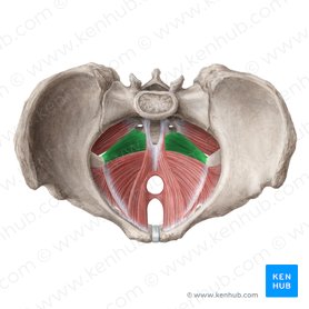 Coccygeus muscle (Musculus coccygeus); Image: Liene Znotina