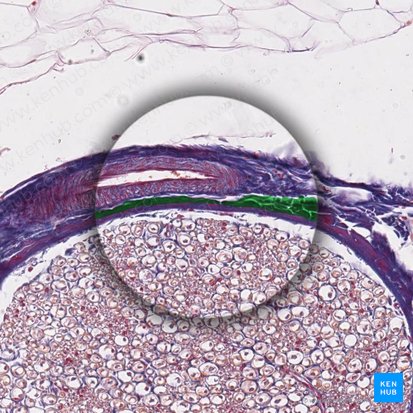 Pars fibrosa perineurii (Bindegewebsschicht des Perineuriums); Bild: 