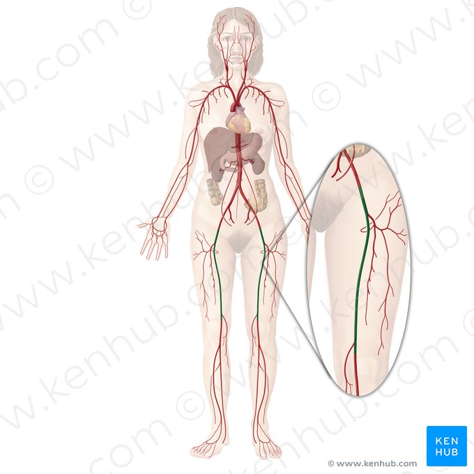 Femoral artery (Arteria femoralis); Image: Begoña Rodriguez