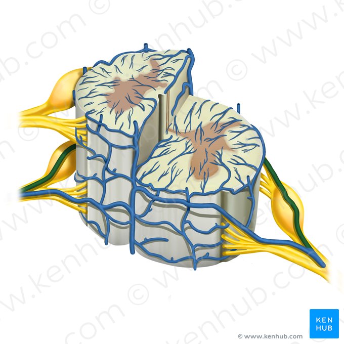 Posterior radicular vein (Vena radicularis posterior); Image: Rebecca Betts