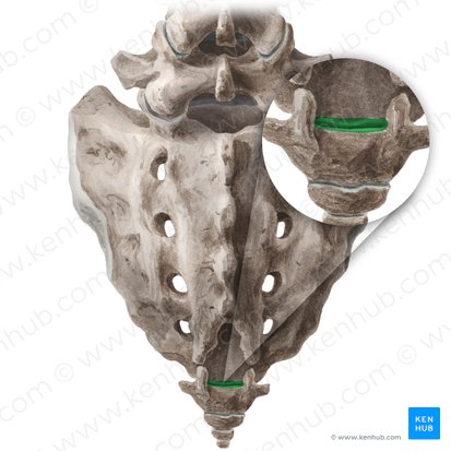 Articulation sacrococcygienne (Articulatio sacrococcygea); Image : Liene Znotina