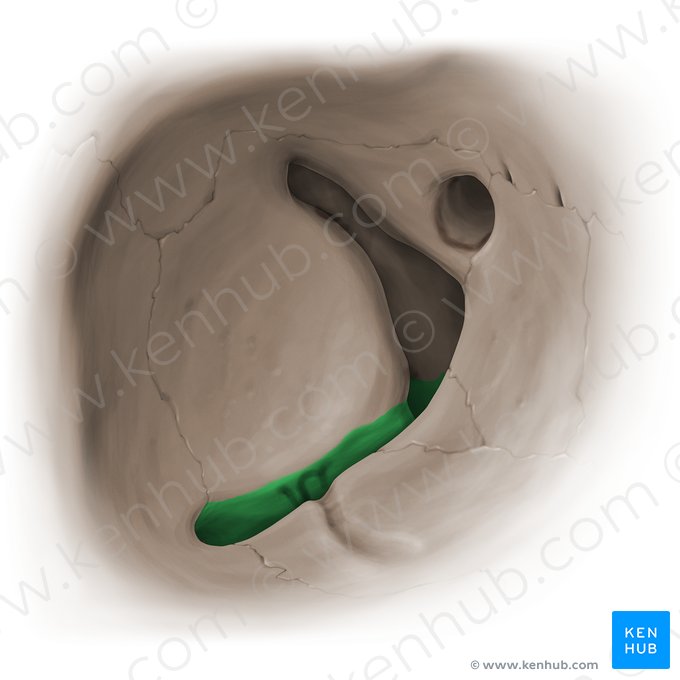 Fissura orbital inferior (Fissura orbitalis inferior); Imagem: Paul Kim