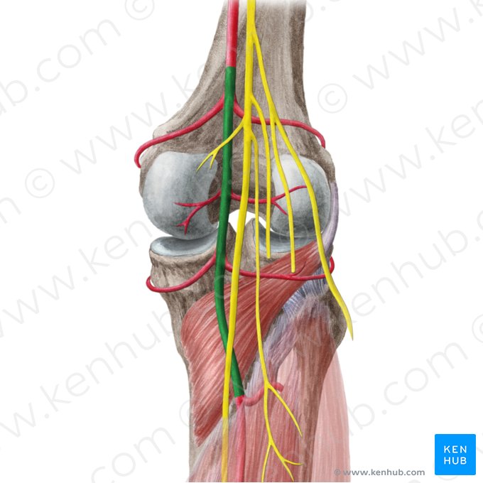 Popliteal artery (Arteria poplitea); Image: Liene Znotina