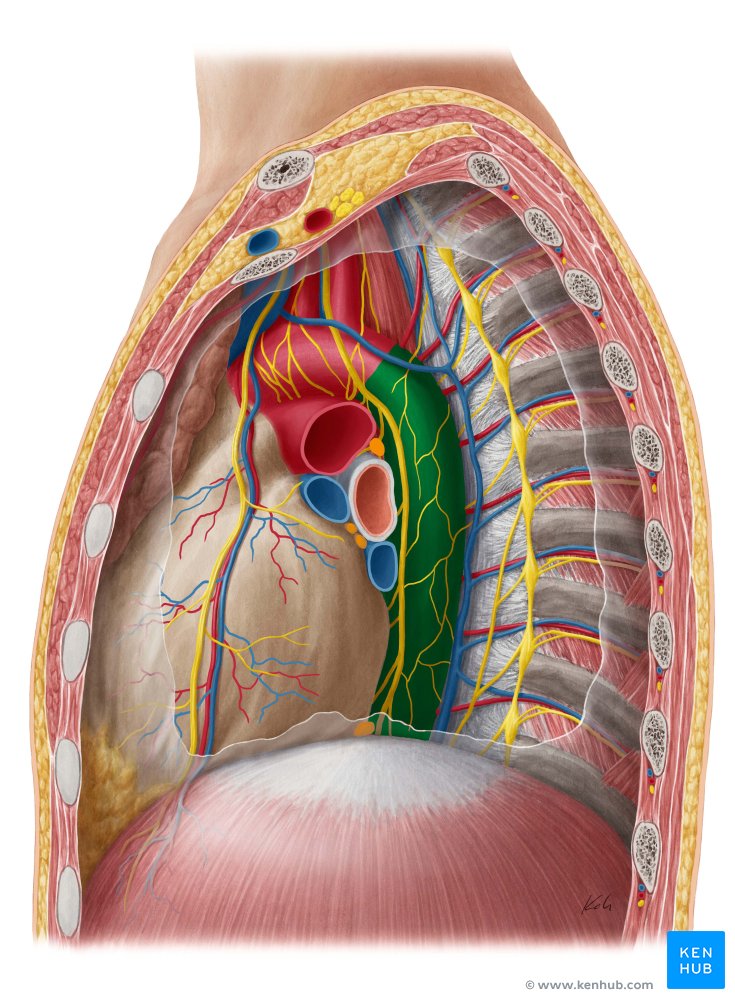 Aorta torácica - vista lateral esquerda (verde)