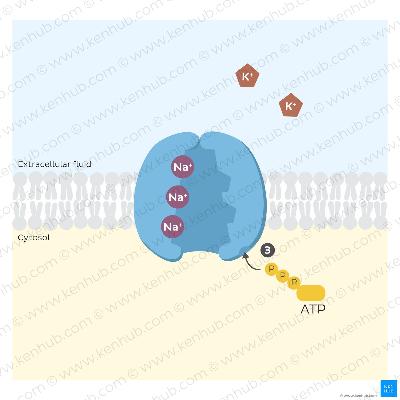 Sodium potassium pump: binding of ATP