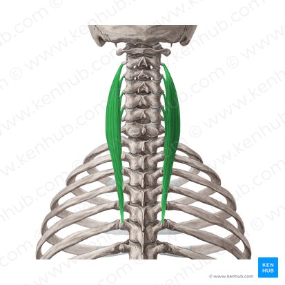 Músculo longísimo del cuello (Musculus longissimus cervicis); Imagen: Yousun Koh