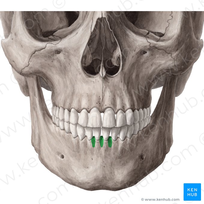 Septo interalveolar da mandíbula (Septa interalveolaria mandibulae); Imagem: Yousun Koh