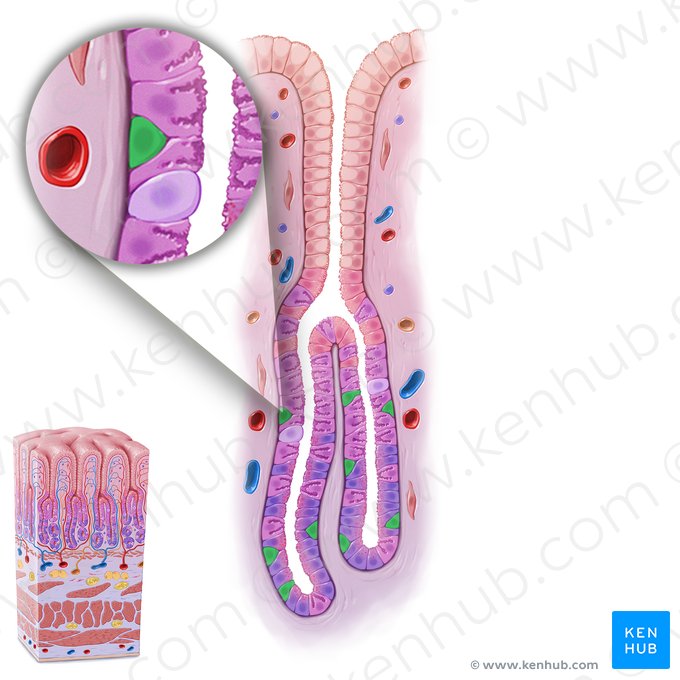 Célula enteroendócrina (Endocrinocytus gastrointestinalis); Imagen: Paul Kim