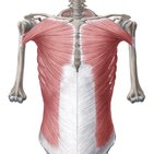 Régions de l’abdomen