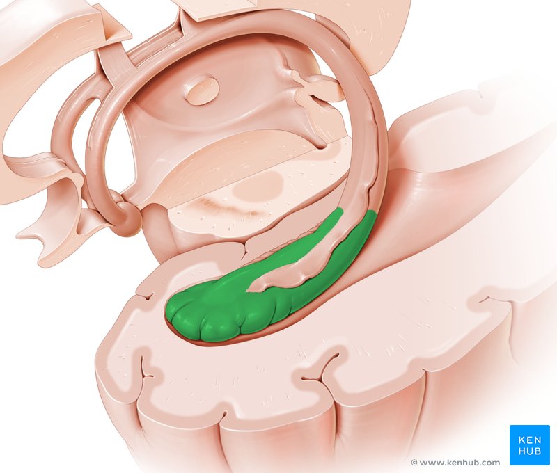 Hippocampus Anatomie, Funktion, Klinik Kenhub