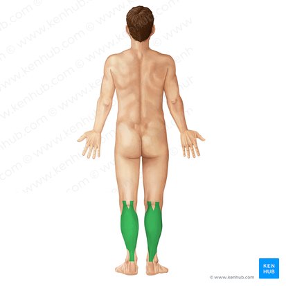 Músculo tríceps sural (Musculus triceps surae); Imagem: Irina Münstermann