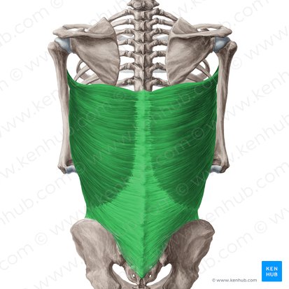 Músculo latíssimo do dorso (Musculus latissimus dorsi); Imagem: Yousun Koh