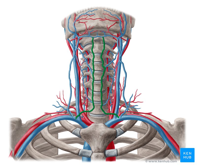 Anterior jugular vein (Vena jugularis anterior)