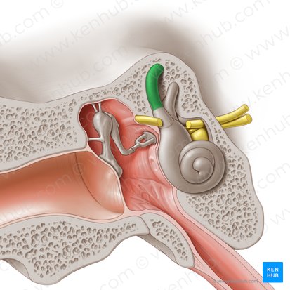 Conducto semicircular anterior (Canalis semicircularis anterior); Imagen: Paul Kim