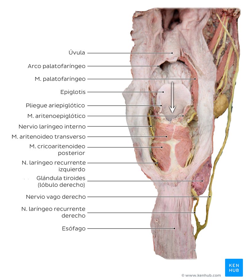 Vista posterior de la laringe.