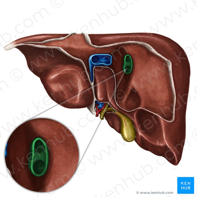 Veia hepática direita (Vena hepatica dextra); Imagem: Irina Münstermann