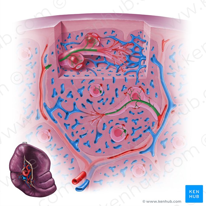 Arteriola central del bazo (Arteriola centralis splenis); Imagen: Paul Kim