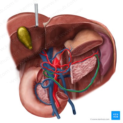 Arteriae gastroomentales (Magen-Netz-Arterien); Bild: Begoña Rodriguez