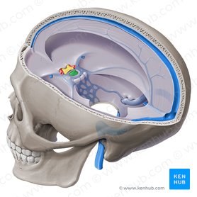 Pituitary gland (Glandula pituitaria); Image: Paul Kim
