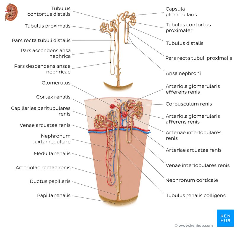nieren-nebennieren-und-harnleiter-anatomie-kenhub
