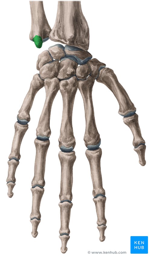 Styloid process of the ulna - ventral view