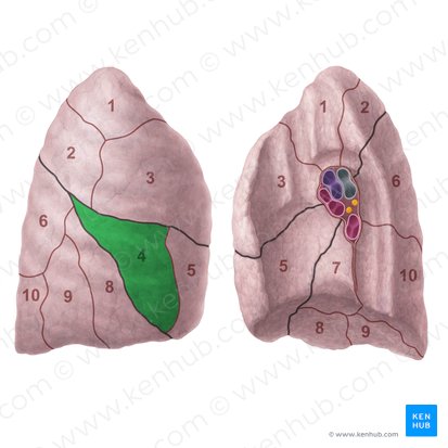 Segment latéral du poumon droit (Segmentum laterale pulmonis dextri); Image : Paul Kim