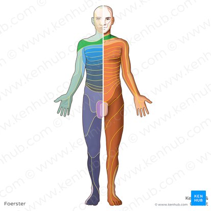 Dermatome C4 (Dermatoma C4); Image : Irina Münstermann