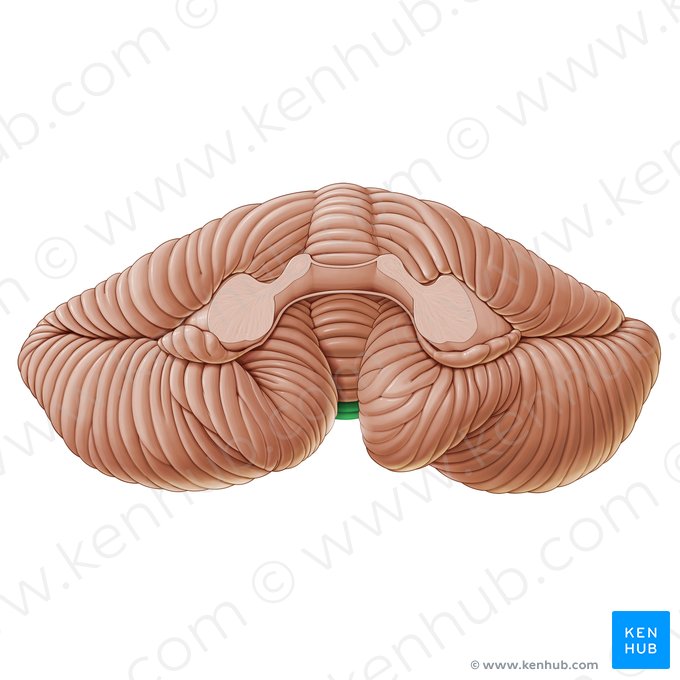 Tuber du vermis (Tuber vermis); Image : Paul Kim