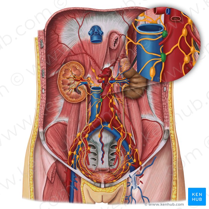 Intermediate lumbar lymph nodes (Nodi lymphoidei lumbales intermedii); Image: Irina Münstermann