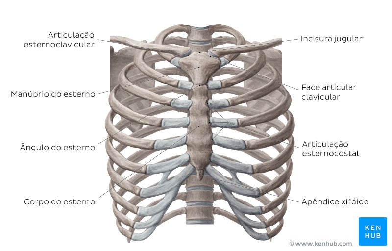 Ossos e ligamentos da porção ventral do tronco - vista anterior