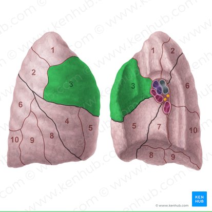 Segmento anterior do pulmão direito (Segmentum anterius pulmonis dextri); Imagem: Paul Kim