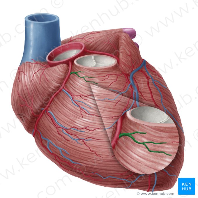 Conal branch of right coronary artery (Ramus coni arteriosi arteriae coronariae dextrae); Image: Yousun Koh