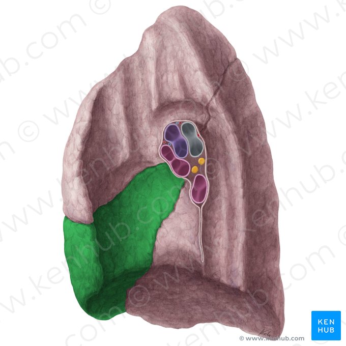 Middle lobe of right lung (Lobus medius pulmonis dextri); Image: Yousun Koh
