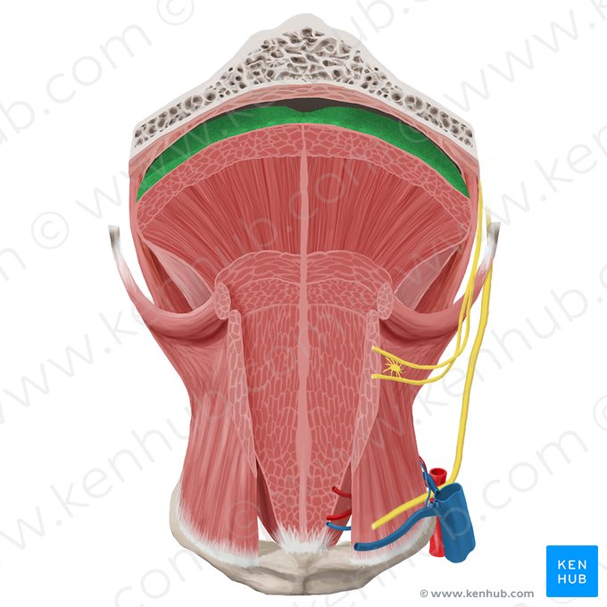 Mucosa of tongue (Tunica mucosa linguae); Image: Begoña Rodriguez