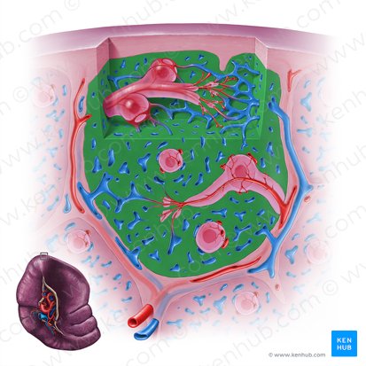 Splenic cords (Chorda splenis); Image: Paul Kim