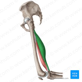 Músculo semitendíneo (Musculus semitendinosus); Imagem: Liene Znotina
