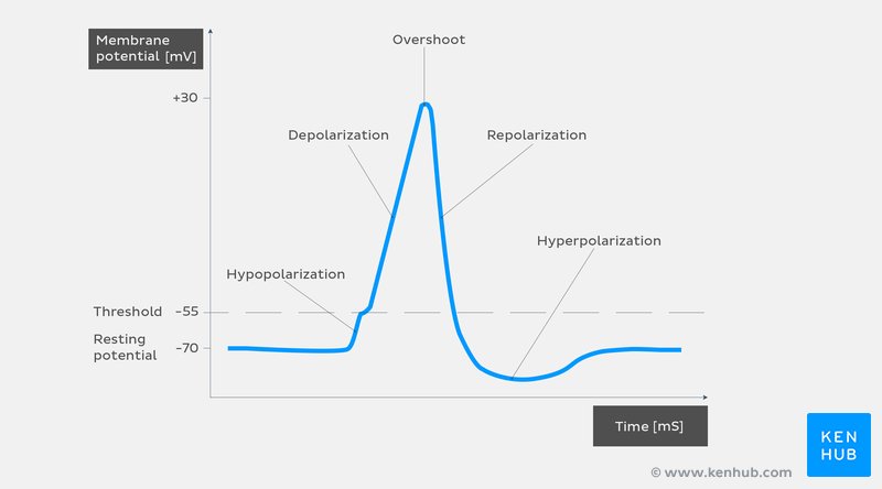 Action potential curve and phases